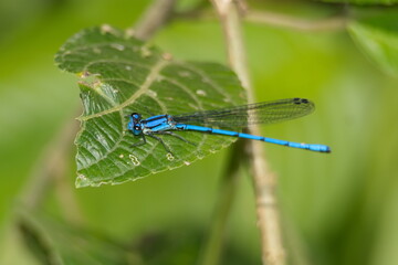 Blue damselfly on a leaf in the Intag Valley outside of Apuela, Ecuador