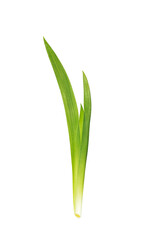 Several leaves of green grass isolated on a white background.