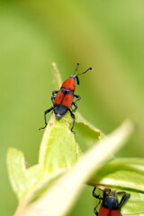 Orange and black weevil on a leaf in the Intag Valley outside of Apuela, Ecuador