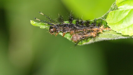 Spiny caterpillar on a leaf in the Intag Valley outside of Apuela, Ecuador