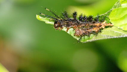 Spiny caterpillar on a leaf in the Intag Valley outside of Apuela, Ecuador