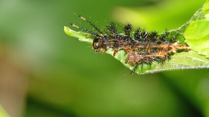 Spiny caterpillar on a leaf in the Intag Valley outside of Apuela, Ecuador