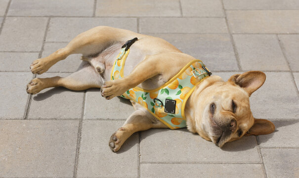 6-Years-Old Red Tan French Bulldog Male Sunbathing on Patio Pavers.