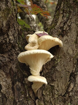 Trainwrecker mushroom, Neolentinus lepideus, Millvale, Prince Edward Island, Canada