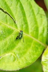 Long-legged fly on a leaf in the Intag Valley outside of Apuela, Ecuador