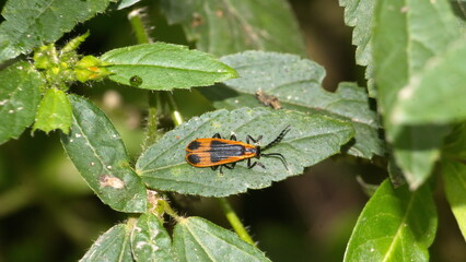 Orange and black insect nymph on a leaf in the Intag Valley outside of Apuela, Ecuador