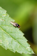 Tiny, black fly on a leaf in the Intag Valley outside of Apuela, Ecuador