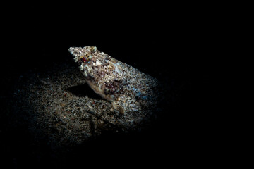 A lizard fish waiting for a meal 