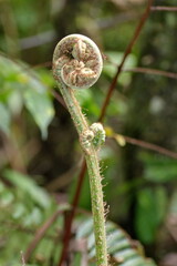 New growth on a fern in the Intag Valley outside of Apuela, Ecuador