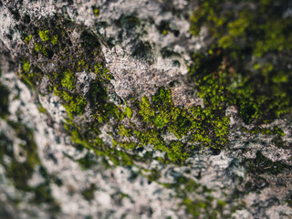 moss on stone