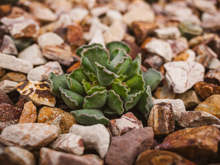 Succulent in the garden