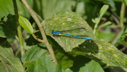 Blue damselfly on a leaf in the Intag Valley outside of Apuela, Ecuador