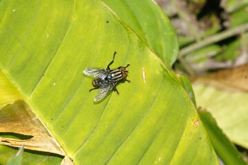 Fly on a leaf in the Intag Valley outside of Apuela, Ecuador