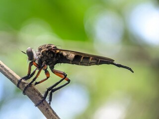 macro of a fly