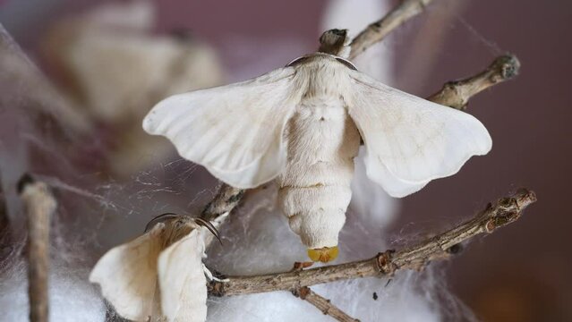 Close up of silkworm moths waiting to mating, 4k footage real time video.