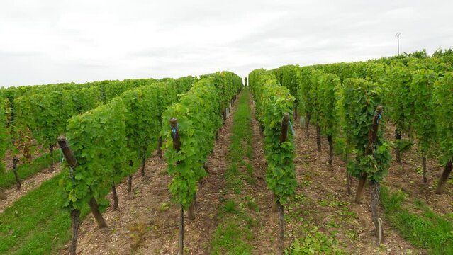 Looking to clipped rows of vineyard, walk along large green field on curvy slope. Typical Alsatian landscapes of Ribeauville commune, famous Wines Road (Route des Vins) at Grand Est, France