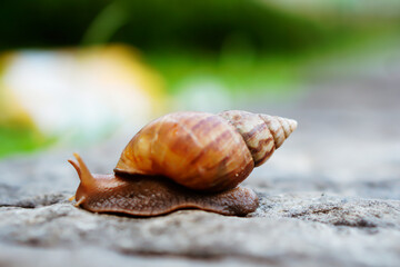 snail walking on the street.