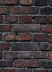 The background is an old brick wall.