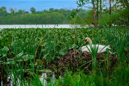 A female mute swan sitting on eggs in her nest on a lake in southeast. High quality photo