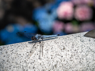 石橋ではねを休めるシオカラトンボ