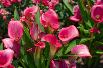Fototapeta premium colorful pink and purple calla flowers composition