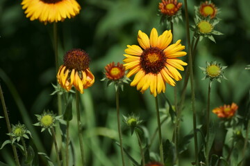 yellow flowers in the garden