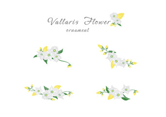 blooming bread vallaris flower floral ornament vector isolated on white background