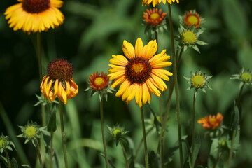 yellow flowers in the garden