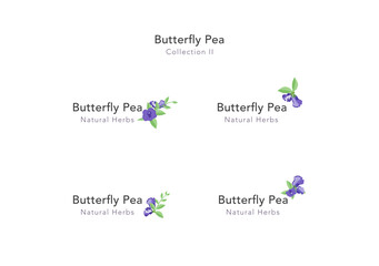 Butterfly pea floral ornament vector collection 02