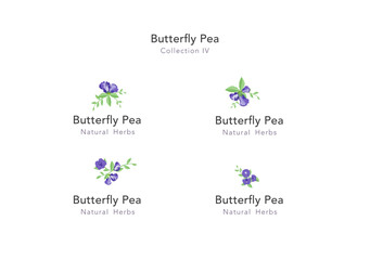 Butterfly pea floral ornament vector collection 04