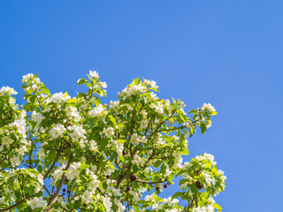 Apple tree branches with white flowers on a background of blue clear sky.