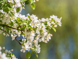 White blossoming apple trees. White apple tree flowers
