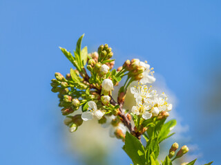 Apple tree branches with white flowers on a background of blue clear sky.