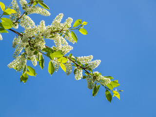 Bird cherry branches with white flowers on a background of blue sky.