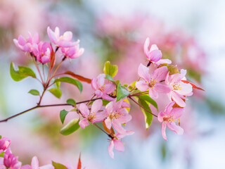 Fresh pink flowers of a blossoming apple tree with blured background