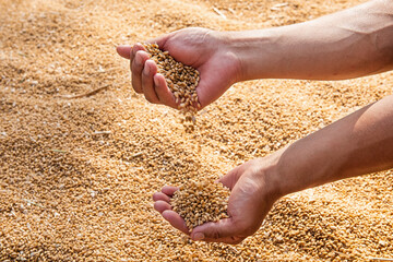 Ripe golden wheat ears in hand the farmer