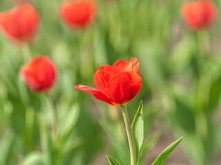 Colorful red tulips blossom in spring garden