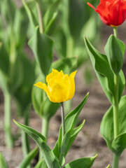 Colorful yellow tulips blossom in spring garden