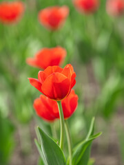 Obraz premium Colorful red tulips blossom in spring garden