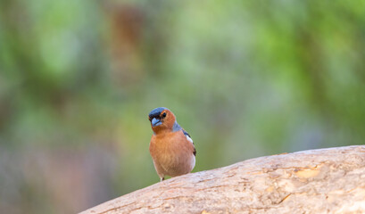 Common chaffinch, Fringilla coelebs, sits on a tree. Common chaffinch in wildlife.