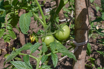Green tomatoes grew on a bush. Planting a vegetable garden for own consumption. The concept of agriculture and gardening for personal purposes.