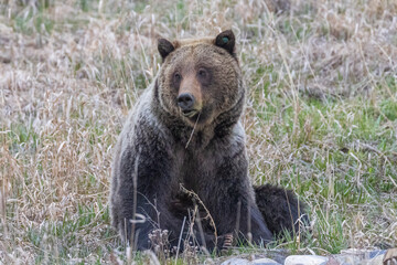 A wild grizzly bear known as "Felicia" in the Greater Yellowstone Ecosystem foraging for food in a field.