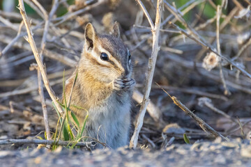 Naklejka na ściany i meble A wild chipmunk chewing on small vegetation in Grand Teton National Park in Wyoming.