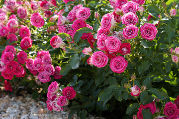 pink roses in garden