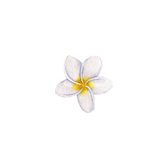 watercolor drawing tropical flower of plumeria , frangipani isolated at white background , hand drawn illustration