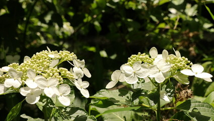 自然、公園、森、水辺、夏、紫陽花