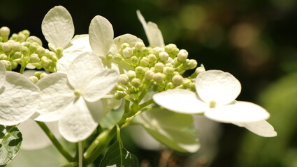 自然、公園、森、水辺、夏、紫陽花
