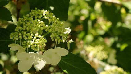 自然、公園、森、水辺、夏、紫陽花