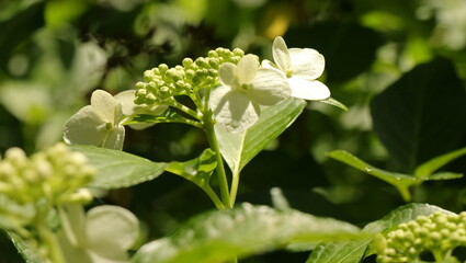 自然、公園、森、水辺、夏、紫陽花