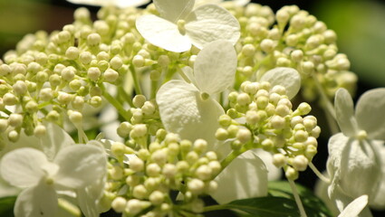 自然、公園、森、水辺、夏、紫陽花